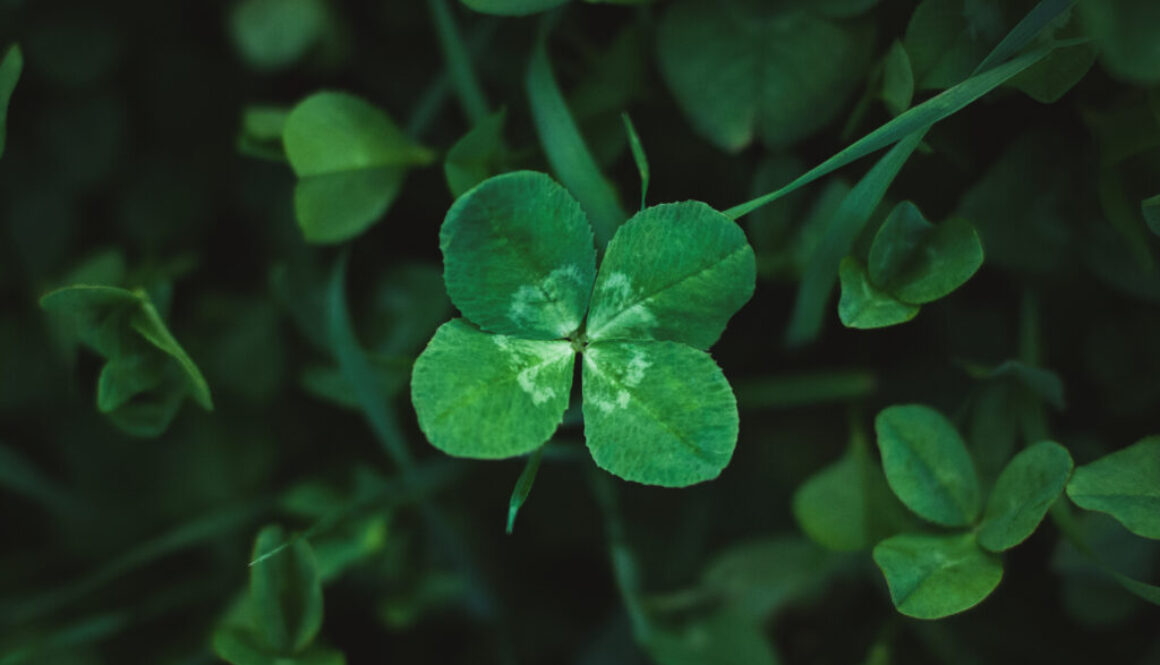 Four-leaf clover on shamrock meadow, overhead view, dark green grass background, lucky charm, copy space