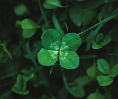 Four-leaf clover on shamrock meadow, overhead view, dark green grass background, lucky charm, copy space