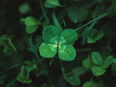 Four-leaf clover on shamrock meadow, overhead view, dark green grass background, lucky charm, copy space